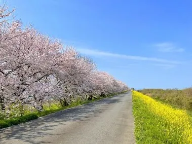 桜と菜の花の並木