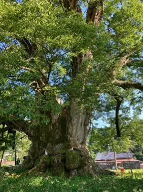 能勢にある『野間の大けやき』