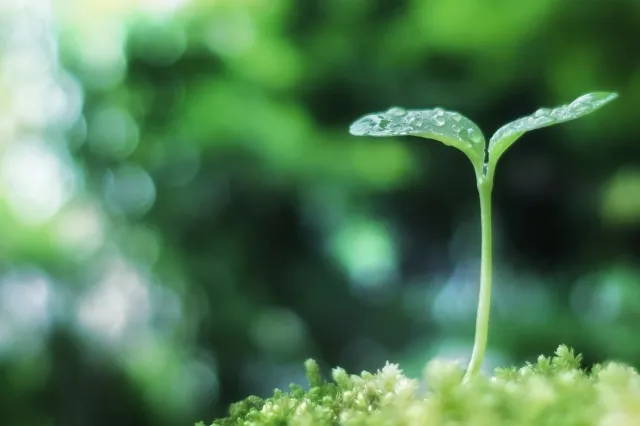 カウンセリング1カ月後｜少しずつ見えた変化：カウンセリング（子どもの癇癪）