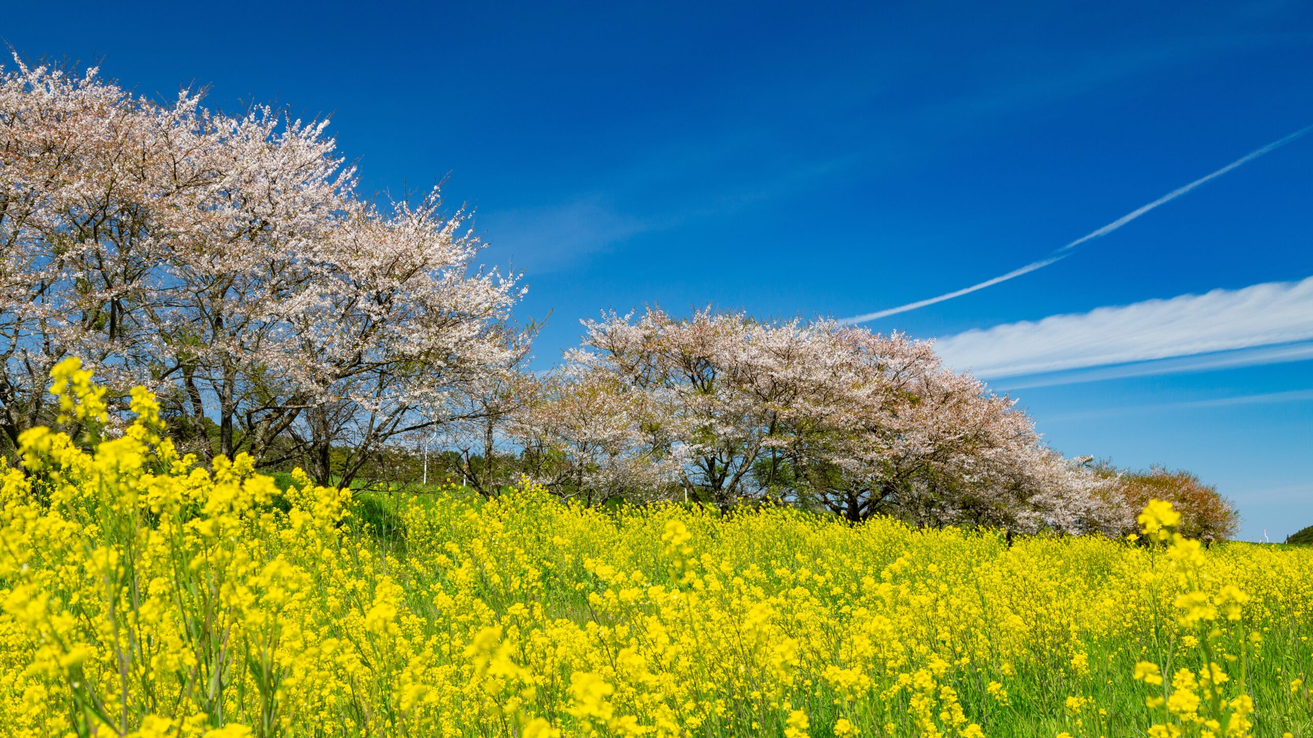 カウンセリング　万引き　夜尿症　桜と菜の花の並木
